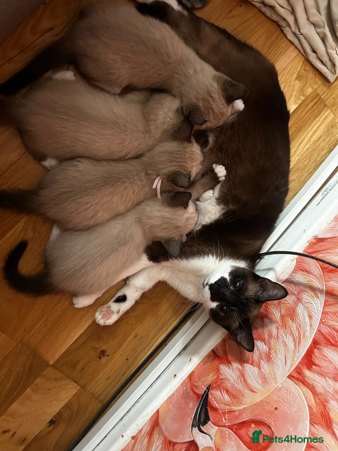 Snowshoe cats for sale: Beautiful Snowshoe Kittens – Ready to Leave Now - Advert 2