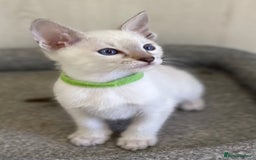 Siamese cats for sale: GCCF Registered Traditional Siamese Kittens.  - Image 14