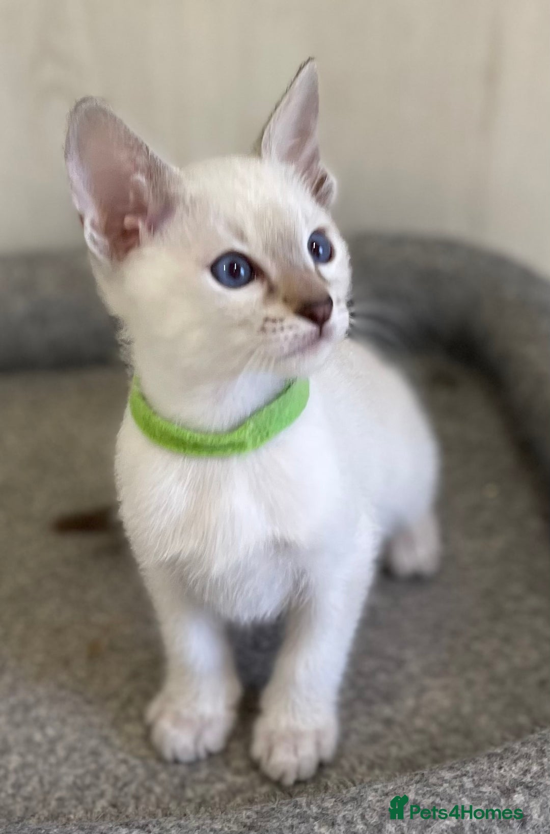 Siamese cats for sale: GCCF Registered Traditional Siamese Kittens.  - Image 14