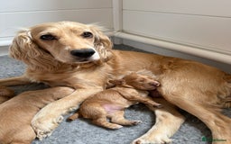 Cocker Spaniel dogs for sale: Working KC Registered Cocker Spaniel Puppies - Image 9