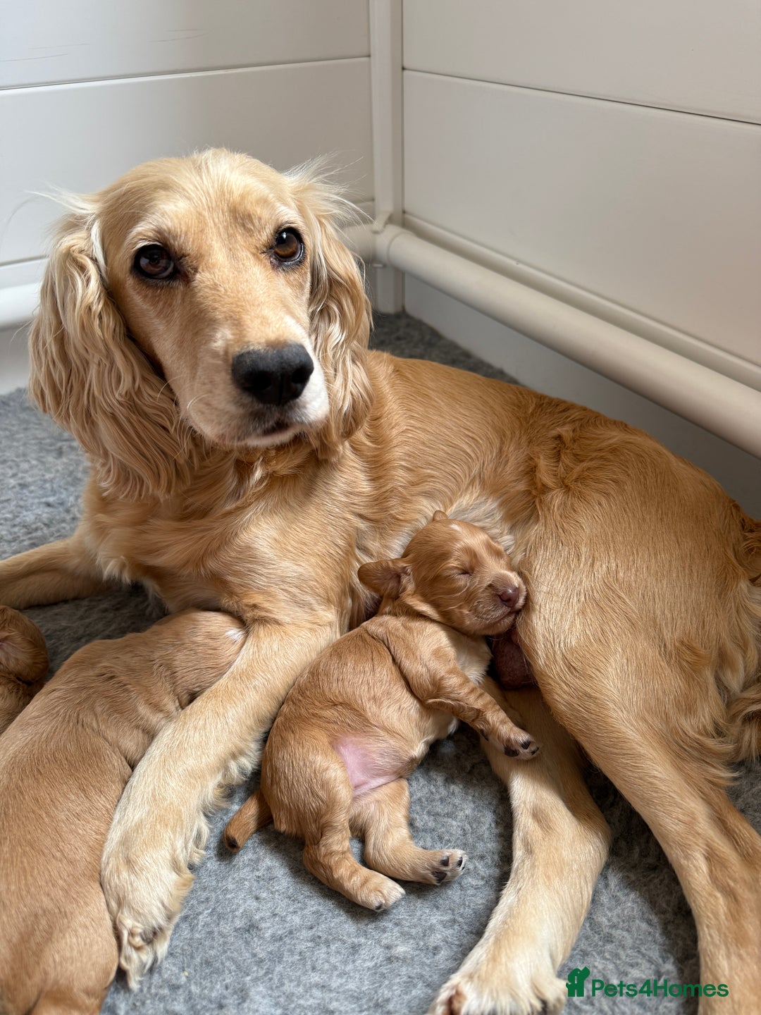 Cocker Spaniel dogs for sale: Working KC Registered Cocker Spaniel Puppies - Image 9