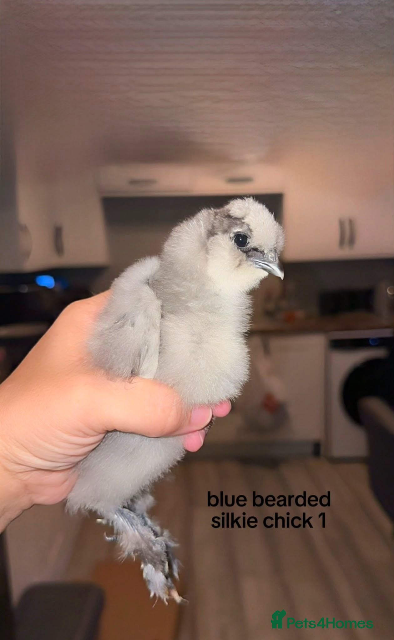 Chickens poultry Silkie Chickens photos updated  - Advert 6