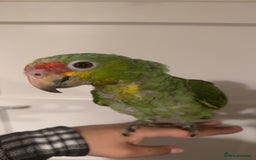 Parrots birds for sale: Beautiful red lored Amazon - Image 1
