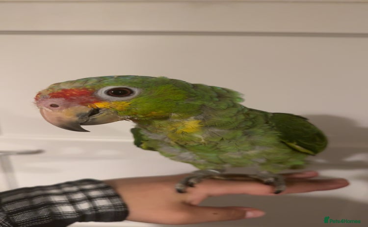 Parrots birds - Advert 5