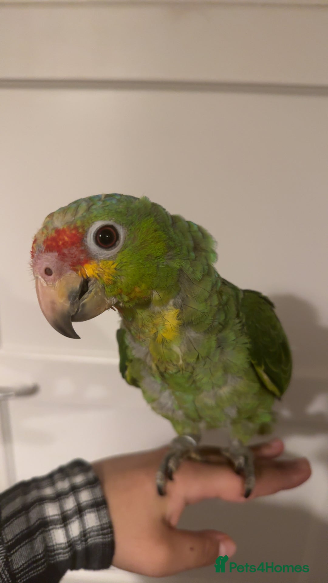 Parrots birds for sale: Beautiful red lored Amazon - Image 1