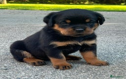 Rottweiler dogs for sale: 📅Healthy&Well-Socialised Rottweiler Pups📍 - Image 1