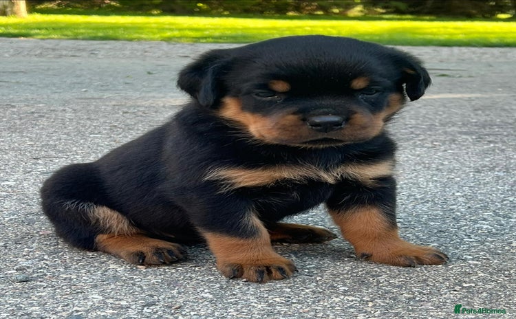Rottweiler dogs - Advert 3