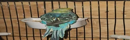 Budgerigars birds for sale: Budgies - Advert 5