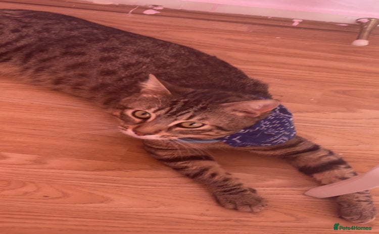 Bengal cats - Advert 6