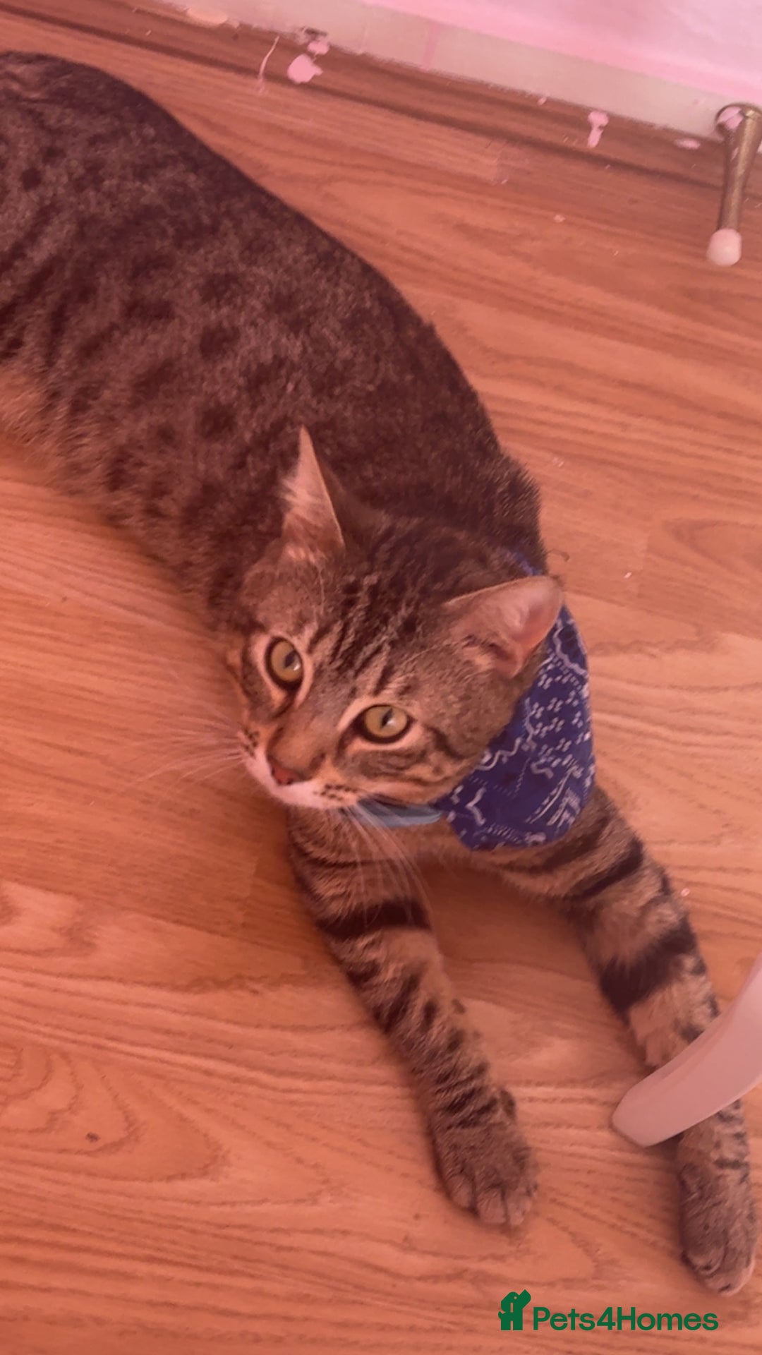 Bengal cats for sale: Kitten for sale  - Image 1
