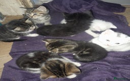 British Longhair cats for sale: Tabby and white Kittens  - Image 1