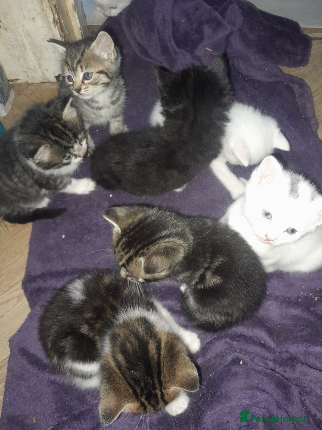 British Longhair cats for sale: Tabby and white Kittens  - Image 1