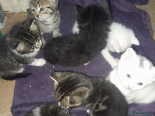 British Longhair cats - Advert 33