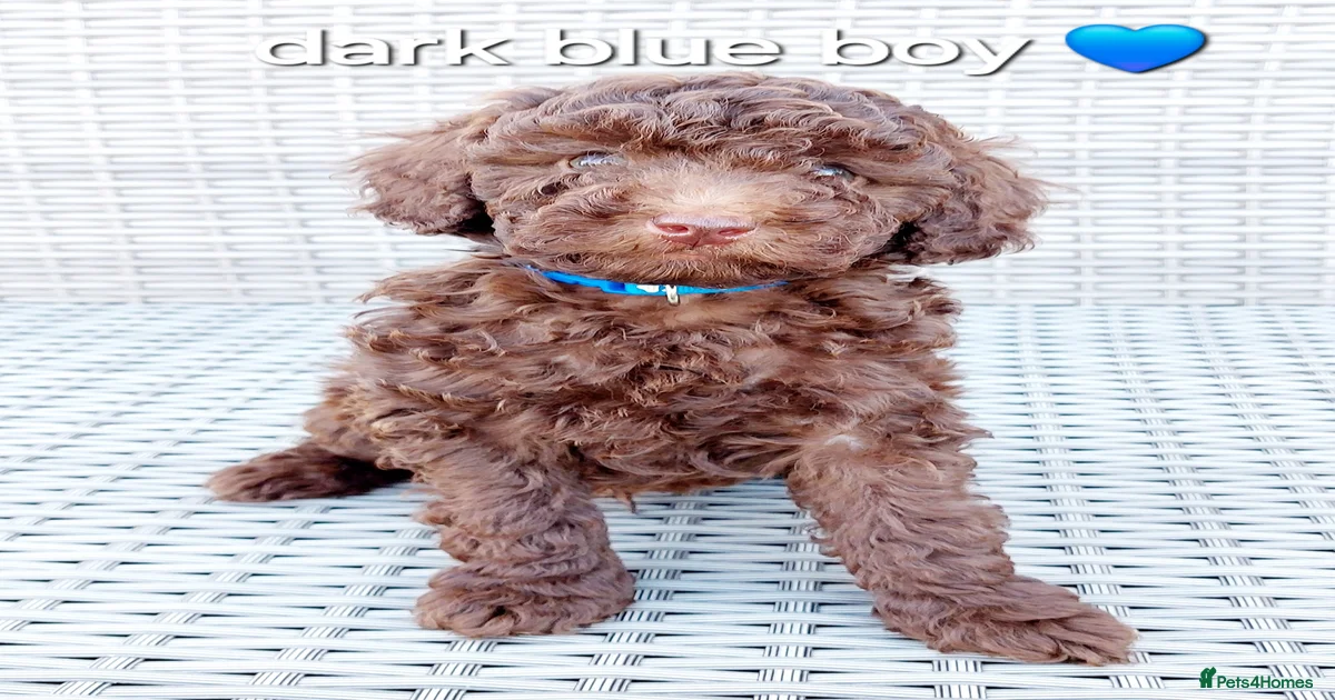 Toy Poodle Puppies for sale | Pets4Homes
