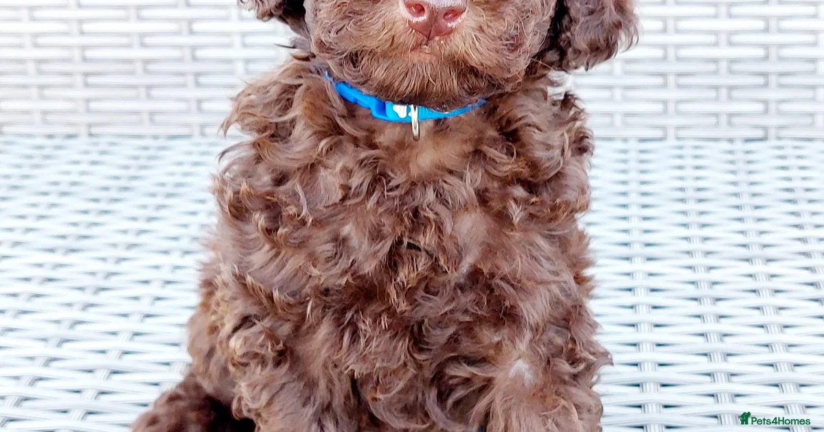 Toy Poodle Puppies for sale | Pets4Homes