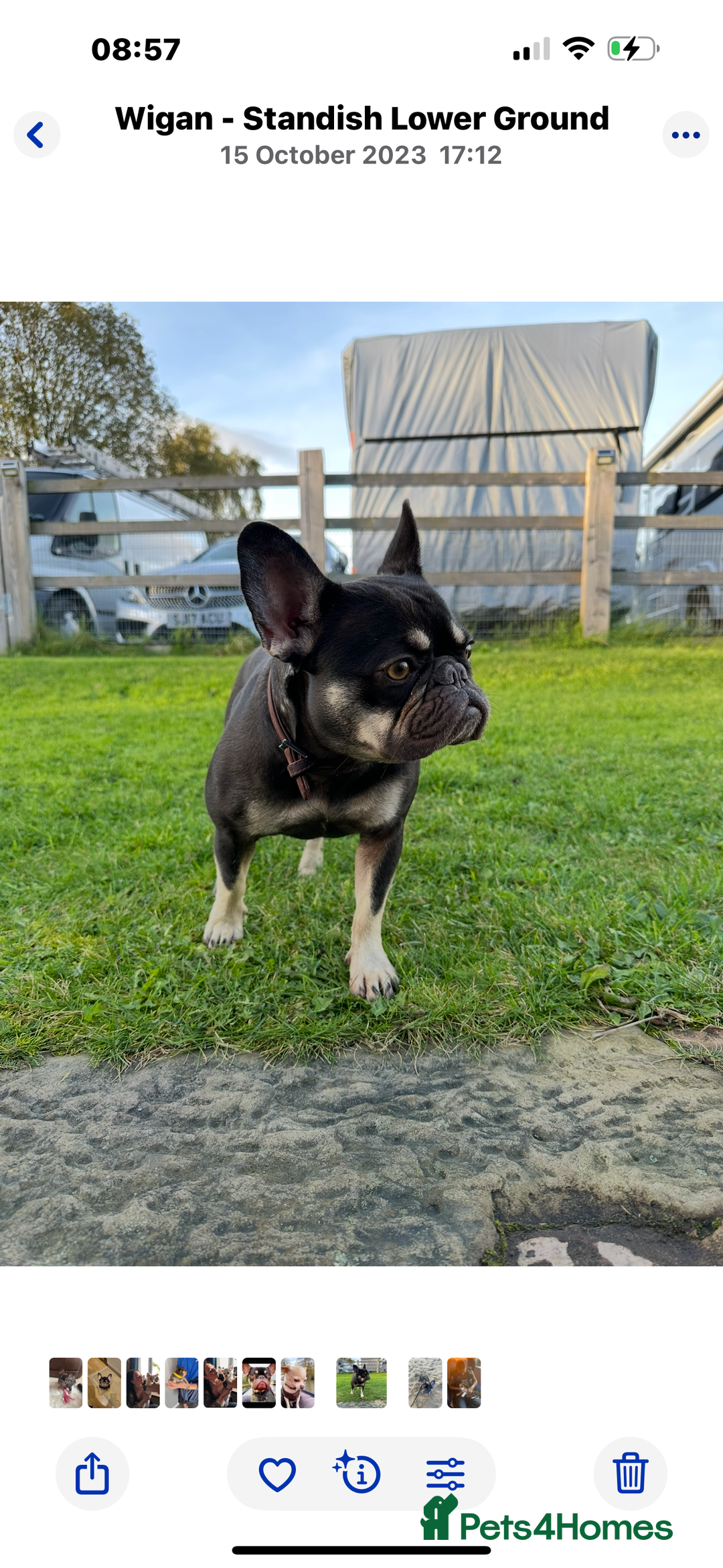 French Bulldog dogs for sale: Loving Home Needed for My French Bulldog  - Advert 8