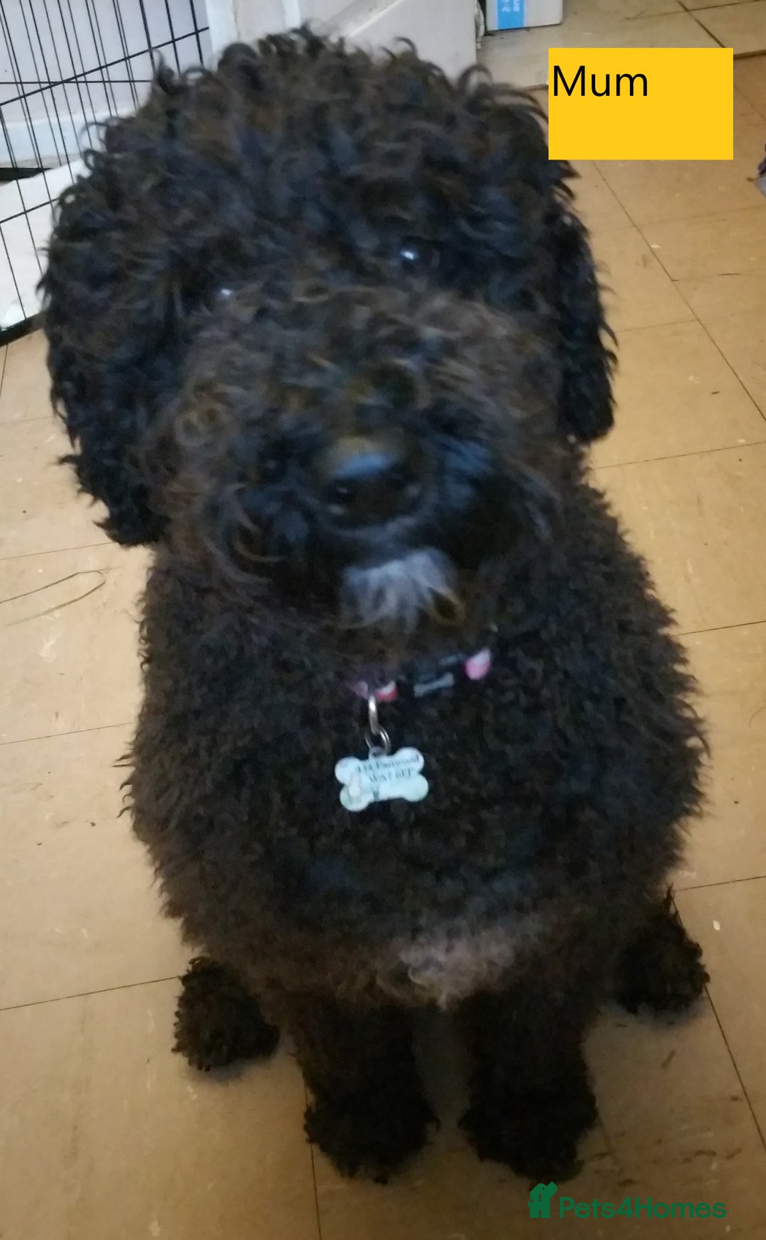 Labradoodle dogs for sale: Curly Coated Hypo-Allergenic Labradoodle Puppies   - Image 8