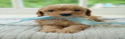 Cavapoo dogs for sale: Health tested Cavapoo puppies - Advert 3