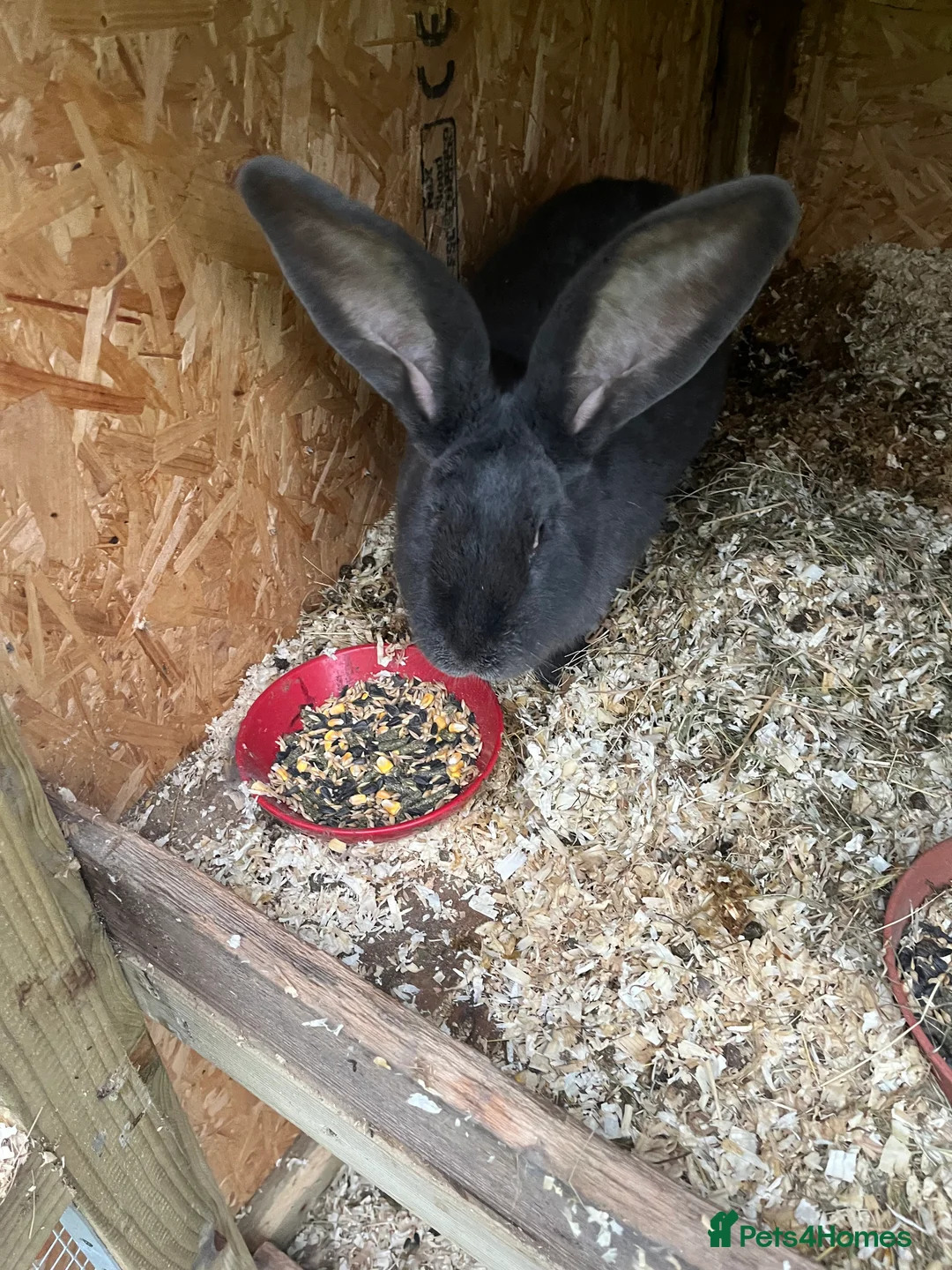 Continental Giant rabbits for sale: Transilvan gigantic rabbits they are very nice     - Advert 1