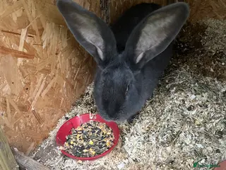 Continental Giant rabbits Transilvan gigantic rabbits they are very nice - Advert 2