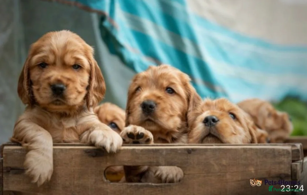 Cocker Spaniel dogs for stud: *Mungo* GOLDEN Show Cocker PEDIGREE BEST TESTED in Bradford-on-Avon - Advert 24