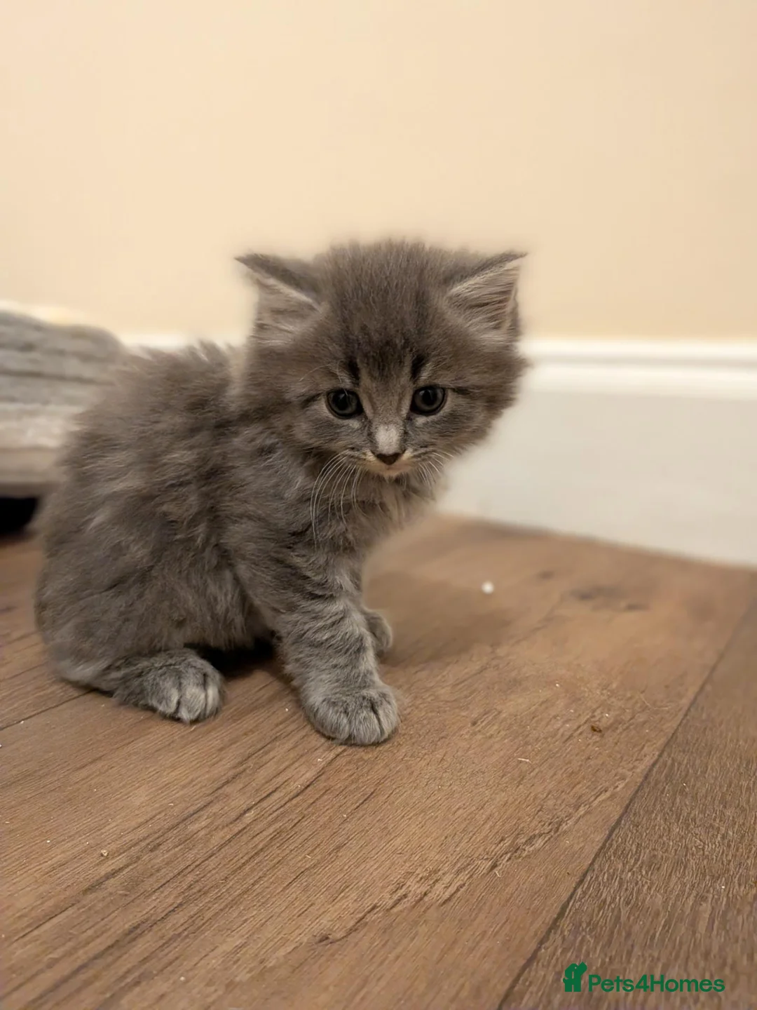 Mixed Breed cats for sale: Mixed breed kittens  - Advert 2