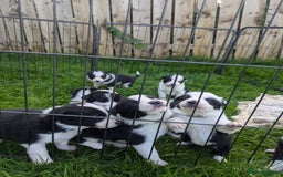 Border Collie dogs for sale: Border Collie Puppies - Image 3