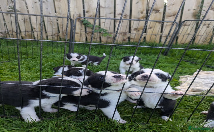 Border Collie dogs - Advert 1