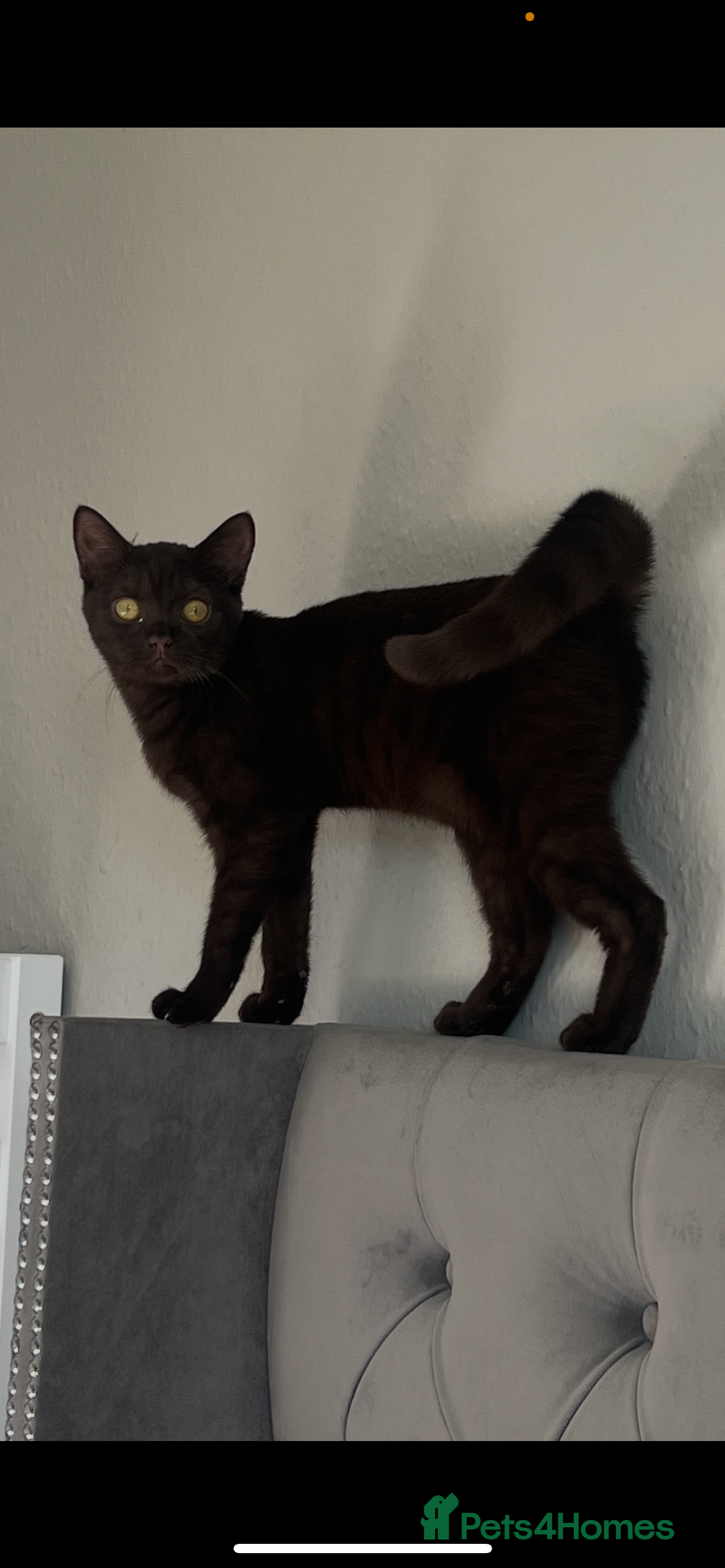 British Shorthair cats 6 month old female kitten  - Advert 15