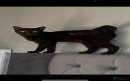 British Shorthair cats for sale: 6 month old female kitten  - Image 1