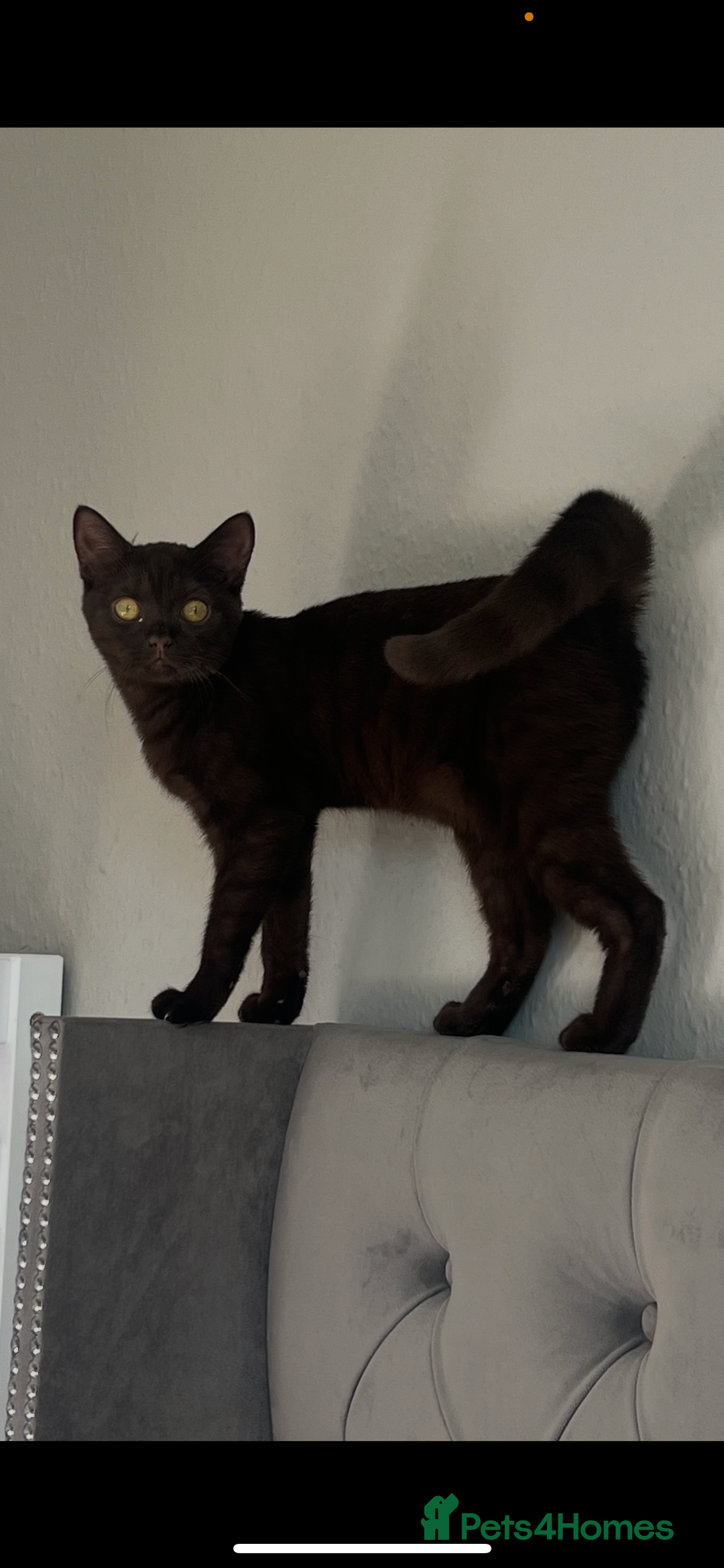 British Shorthair cats for sale: 6 month old female kitten  - Image 1