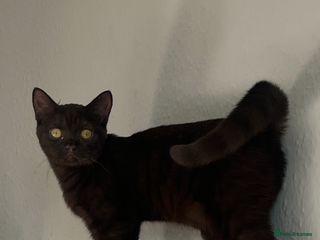 British Shorthair cats - Advert 21