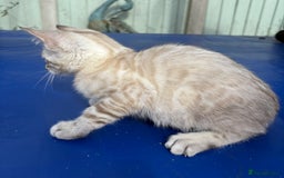 Savannah cats for sale: Superb snow leopard boys - Image 13
