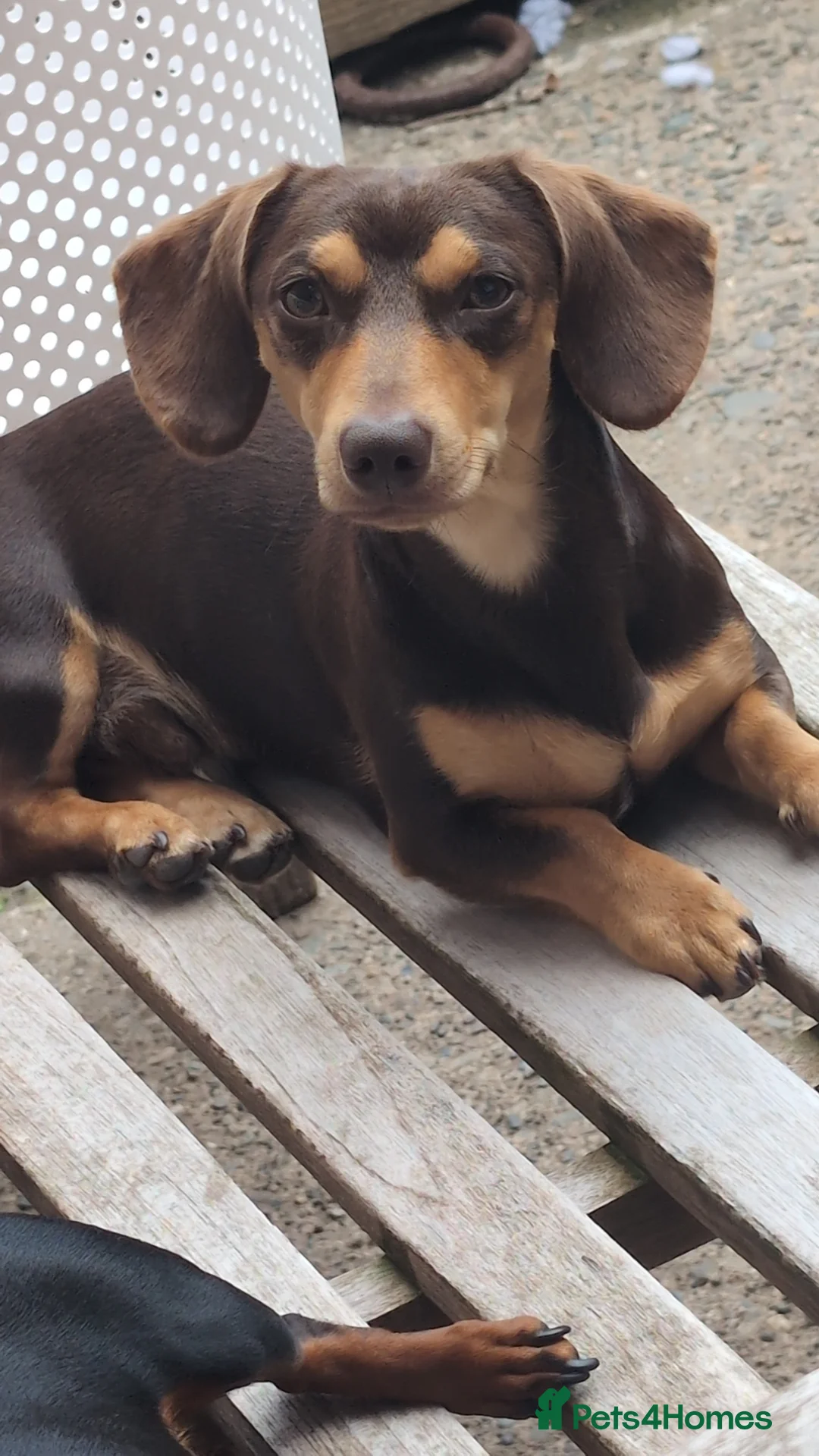 Miniature Dachshund dogs for stud: Miniature dachshund stud in Carlisle - Advert 2