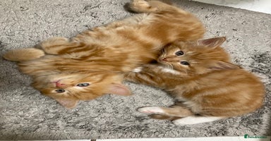 Mixed Breed cats - Advert 5