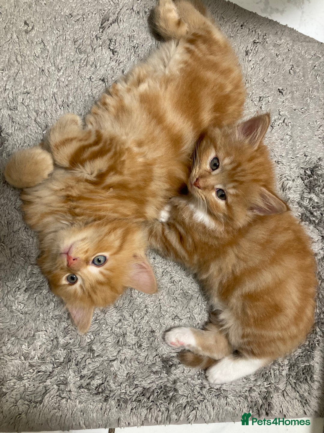 Mixed Breed cats for sale: Lovely kitten for sale  - Image 2