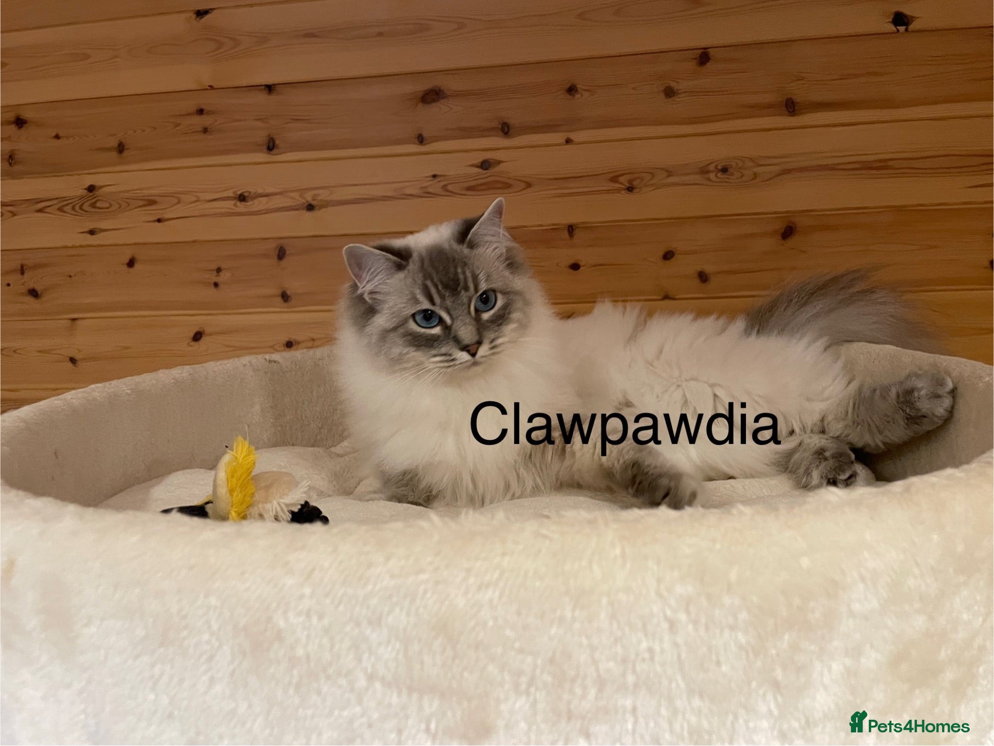 Ragdoll cats GCCF Registered Lady - Advert 2