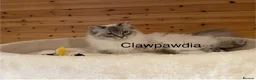 Ragdoll cats for sale: GCCF Registered Lady - Advert 1