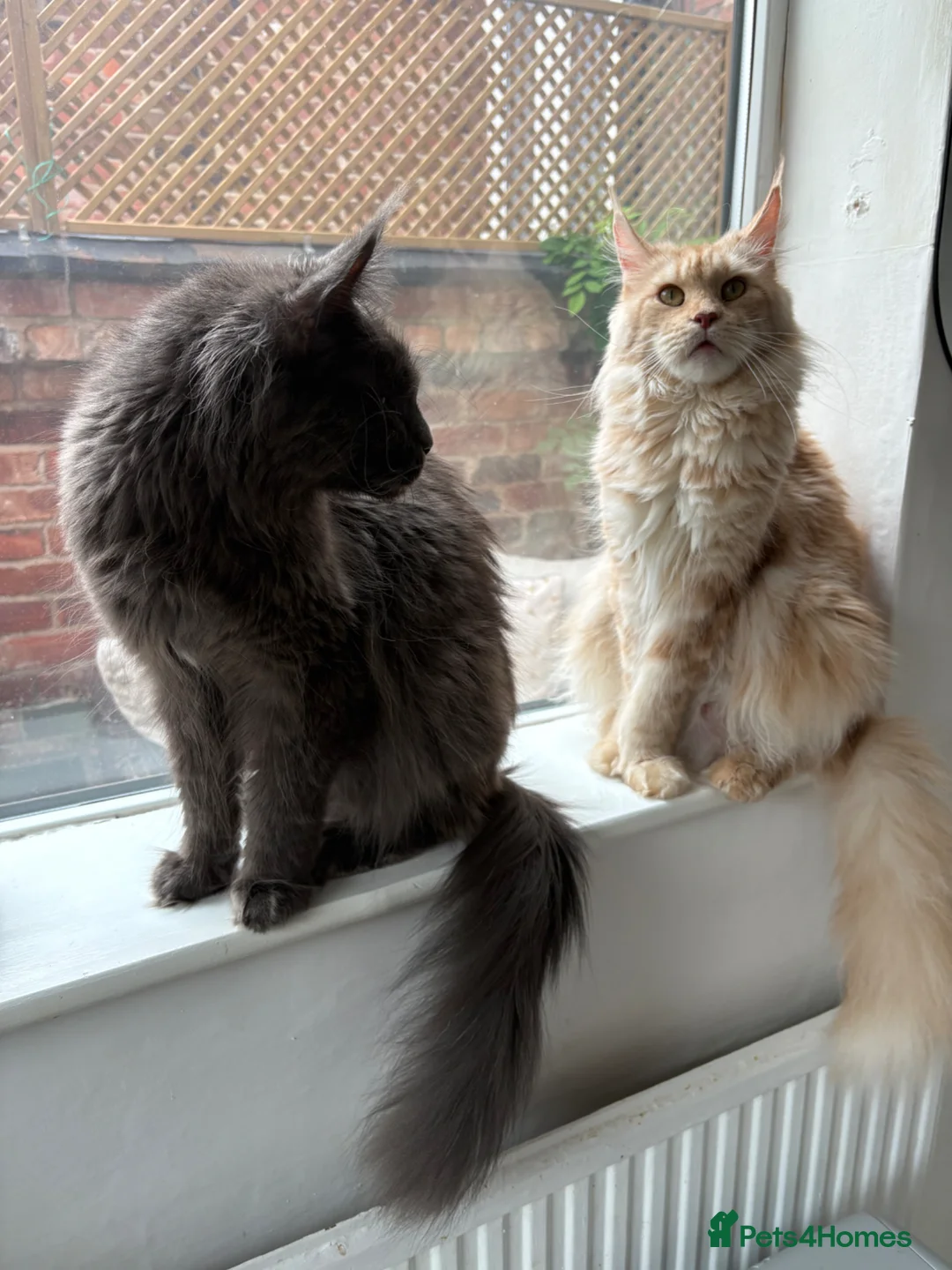 Maine Coon cats for sale: Black Maine Coon Kittens - Advert 7