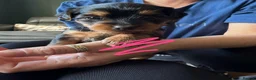 Yorkshire Terrier dogs for sale: Yorkshire terrier pups  in Birmingham - Advert 5