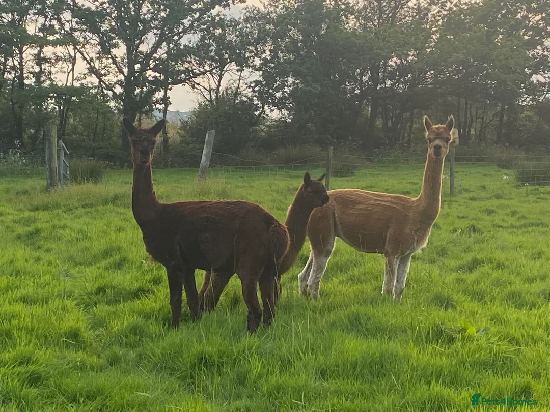 Alpaca livestock for sale: Mixture of Alpacas for sale  - Advert 2