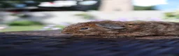 Guinea Pig rodents for sale: Beautiful Baby Guinea Pigs – Ready to Reserve  - Advert 21