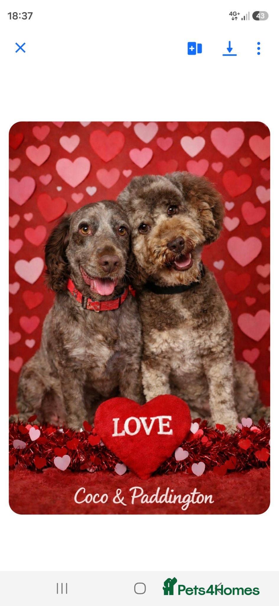 Cockapoo dogs Stunning litter of Cockerpoo puppies - Advert 1