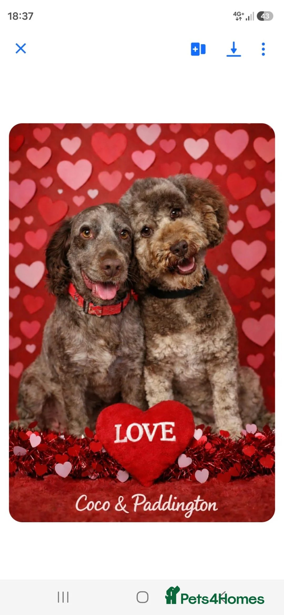 Cockapoo dogs for sale: Stunning litter of Cockerpoo puppies - Advert 1