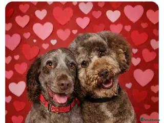 Cockapoo dogs Stunning litter of Cockerpoo puppies - Advert 3