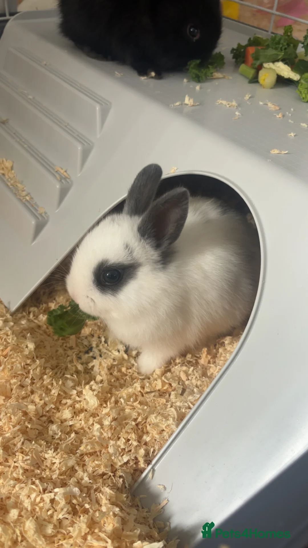 Netherland Dwarf rabbits for sale: Havana x Netherland Dwarf in Willenhall - Advert 4