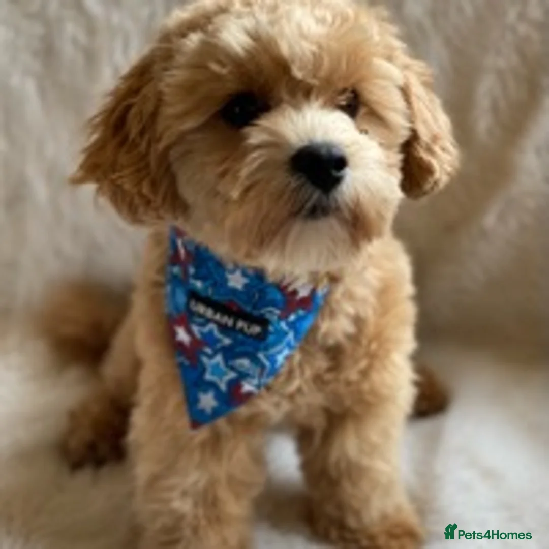 Maltipoo dogs for stud: Maltipoo Stud in Trowbridge - Advert 3