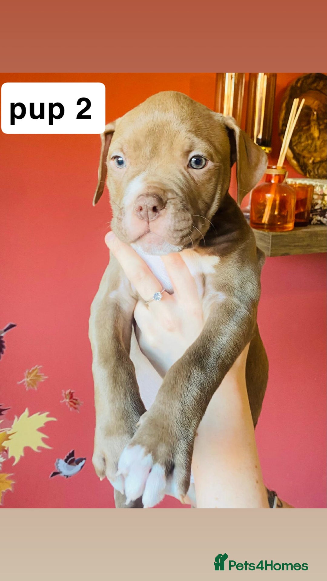 Mixed Breed dogs for sale: staffy X  - Advert 4