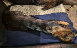 Mixed Breed dogs for sale: Wire haired dachshund x rottweiller - Image 4