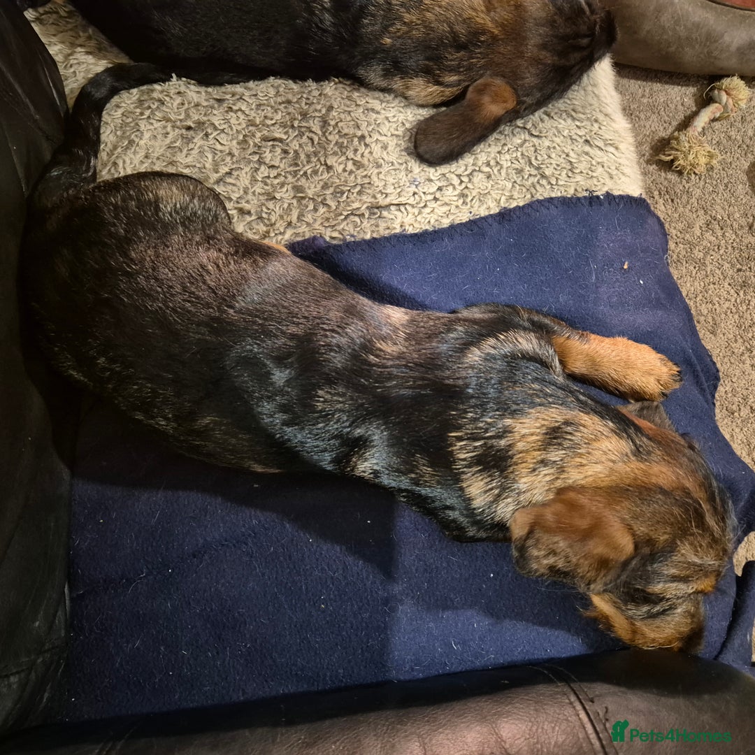 Mixed Breed dogs for sale: Wire haired dachshund x rottweiller - Image 4